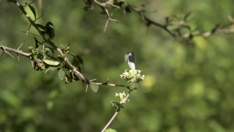 Chaetoprocta-odata-Walnut-Blue-butterfly-in-the-jungle