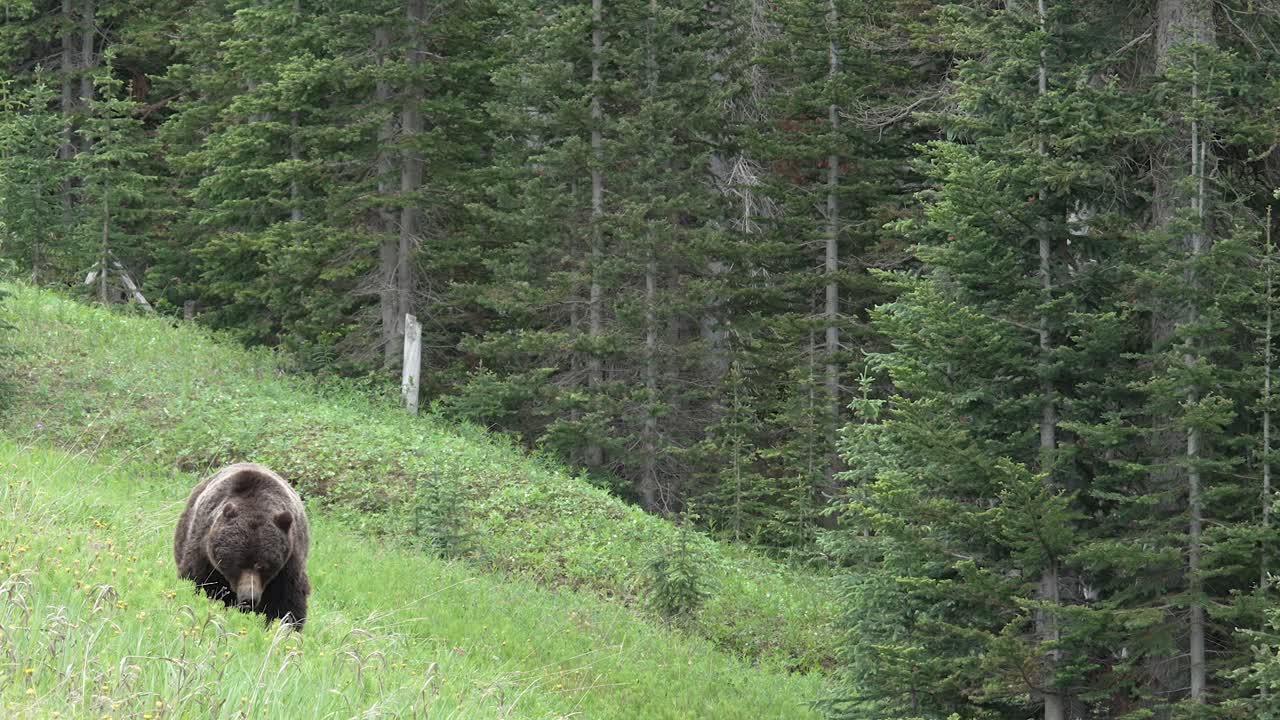 Stor grizzlybjörn går i skogen i Klippiga bergen i Kanada.