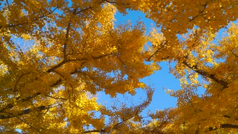 Impresionantes-Imágenes-En-Cámara-Lenta-De-Hojas-De-Ginko-De-Color-Amarillo-Brillante