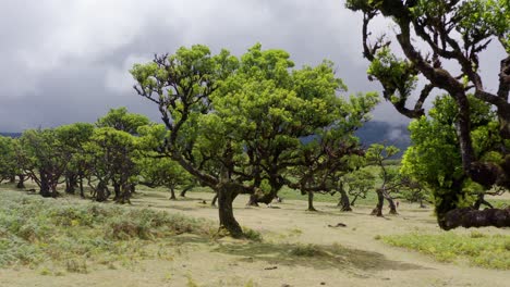 vista aérea del bosque fanal en madeira