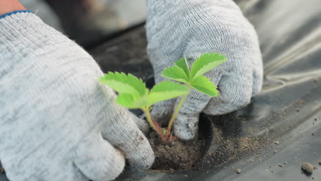gloved hands carefully push soil around strawberry seedling into drilled hole on black mulch bed under backlit evening light ensuring stable root contact and secure planting step in garden field