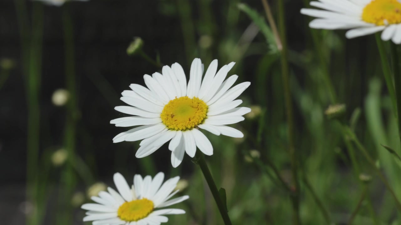 Primo piano di un fiore di margherita comune a fine primavera. Regno Unito