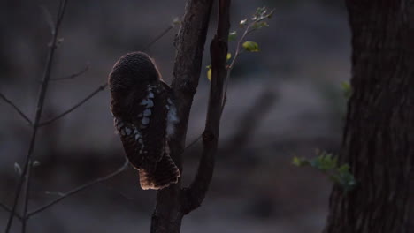 Pájaro-Búho-Pigmeo-Con-Collar-En-El-Bosque-Durante-La-Puesta-De-Sol