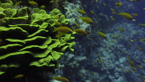 agaricia agaricites, comúnmente conocida como coral de lechuga en el mar rojo de egipto