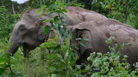 the asiatic elephants are endangered species and they are also residents of thailand