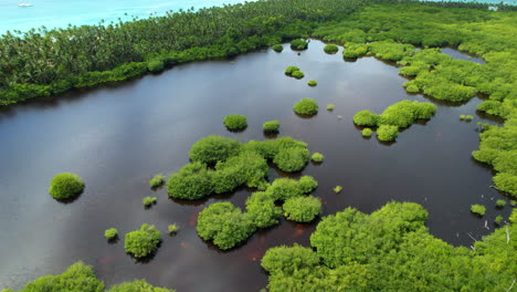 vista aérea épica de un lago natural junto a una playa con árboles y vegetación en el agua