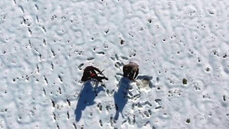 People-making-music-in-the-snow