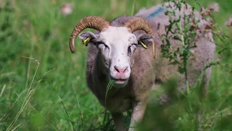 Farm-sheep-grazing,-eating-grass-and-looking-to-camera-in-a-field-close-up-slow-motion