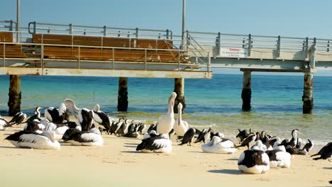 group of great white pelicans sitting next to jetty