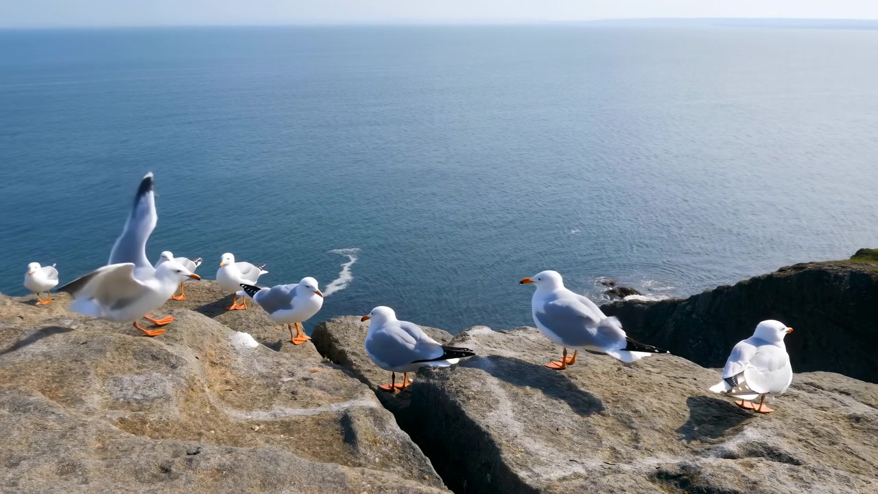 Gaivotas Empoleiradas em Falésia com Vista para o Oceano, Grupo de Gaivotas Brancas em Borda de Rocha Iluminada pelo Sol ao Lado do Mar Azul Calmo