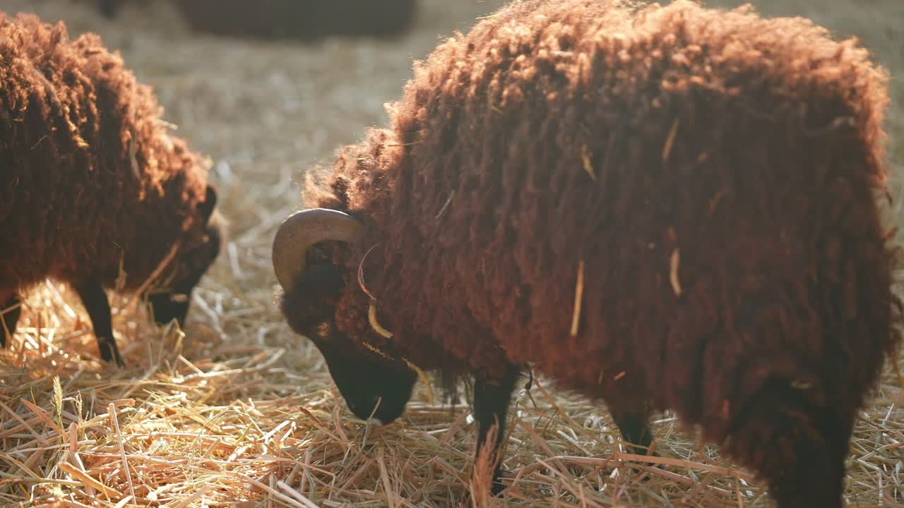 ovejas marrones en un campo de heno