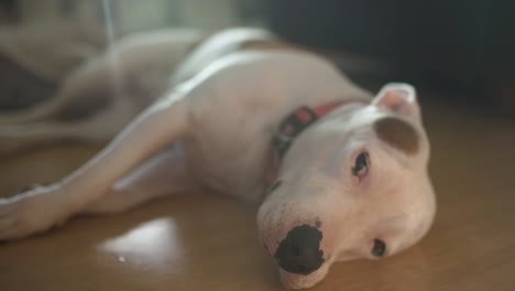 maggie the pit bull terrier is a sweet, lazy dog that acts like a small puppy