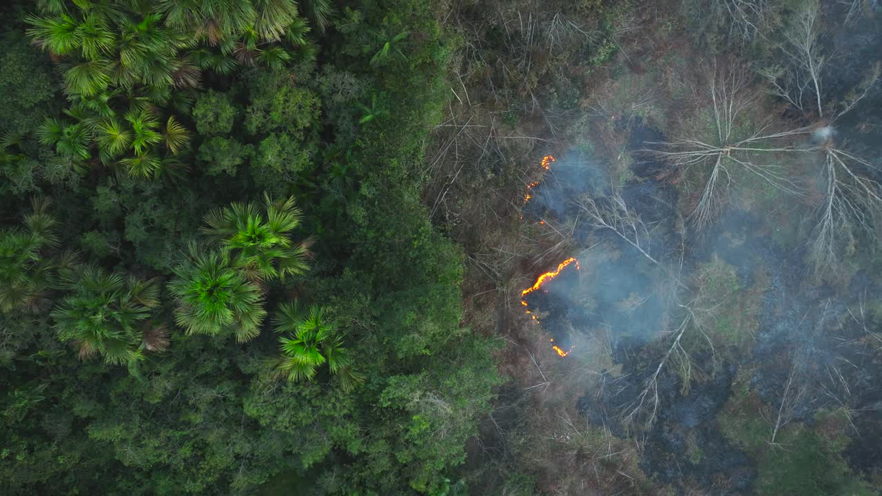 Jungle burning Videos - HD and 4K to download | Magnific