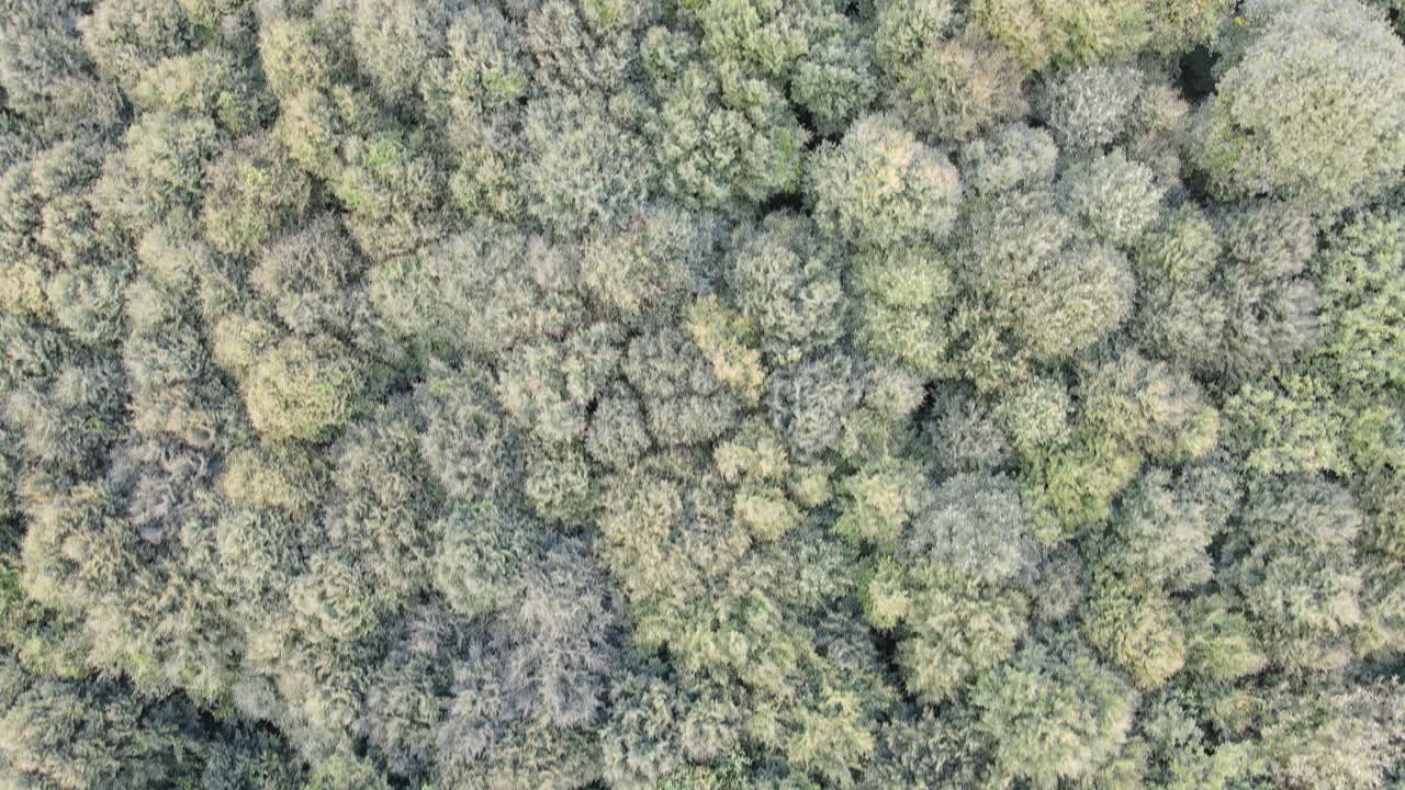 Aerial Drone Tree View