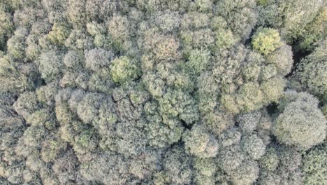 aerial drone tree view