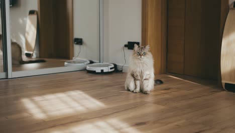 el gato doméstico se sienta en la harina en el interior contemporáneo a la luz del sol