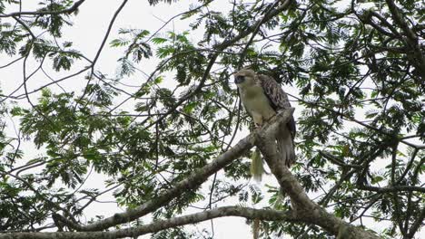 Looking-towards-the-left-with-its-head-stretched-forward,-Rare-Footage,-Philippine-Eagle-Pithecophaga-jefferyi,-Philippines