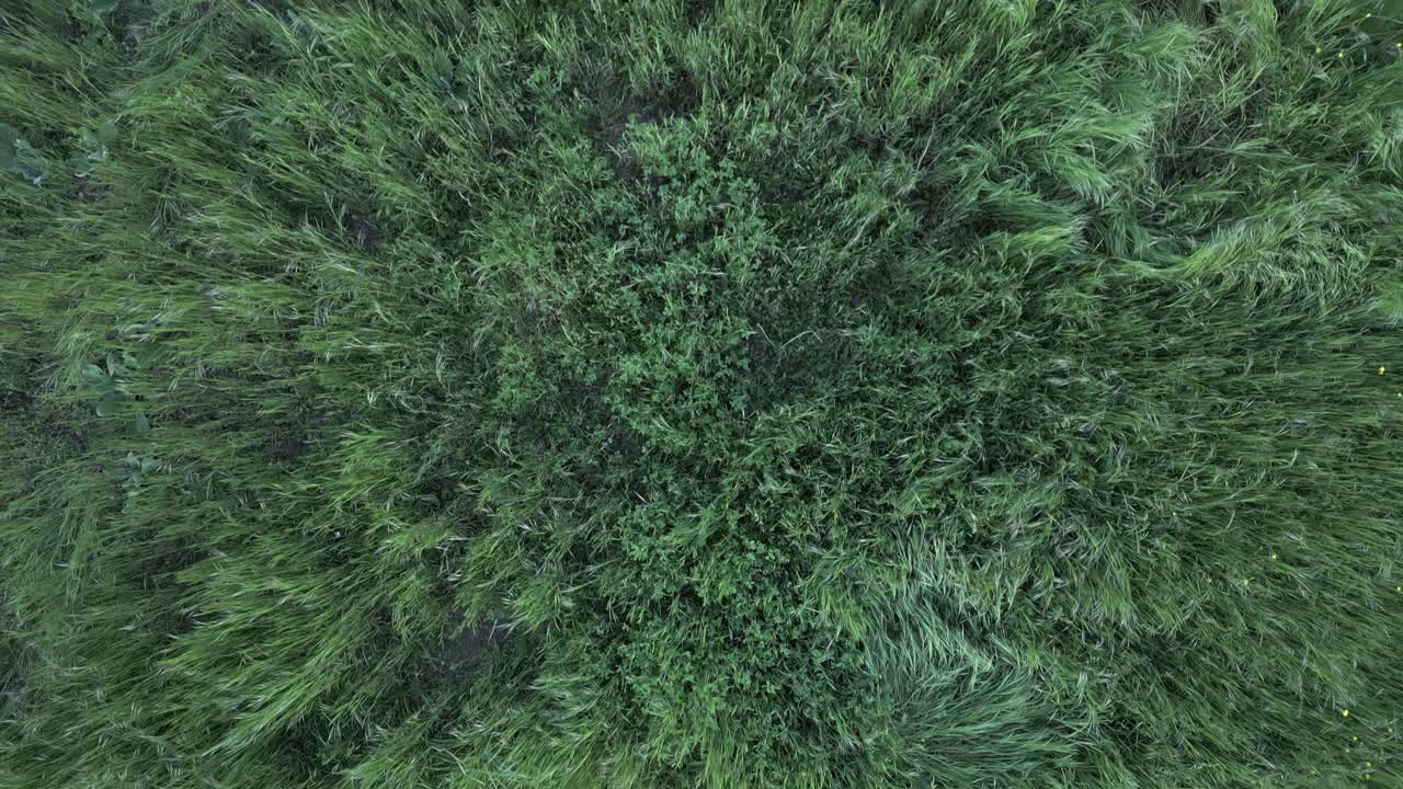 Verdant green grass meadow aerial view revealing diverse sections of landscape from bird's eye perspective, showcasing natural patterns and textures of lush vegetation