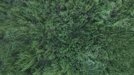 verdant green grass meadow aerial view revealing diverse sections of landscape from bird's eye perspective, showcasing natural patterns and textures of lush vegetation