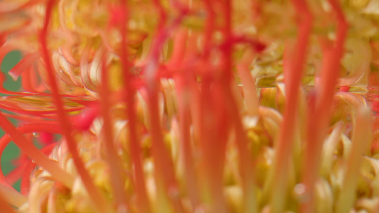 핀쿠션 프로테아 꽃의 클로즈업