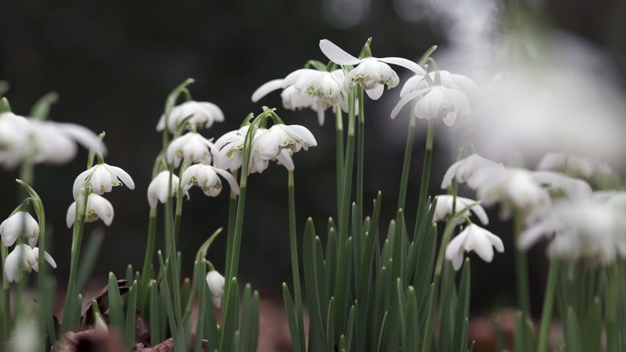 delicadas flores blancas puras de gotas de nieve que florecen en un bosque inglés