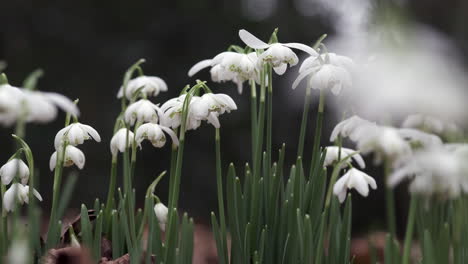 delicate pure white snowdrop flowers blooming in an english woodland