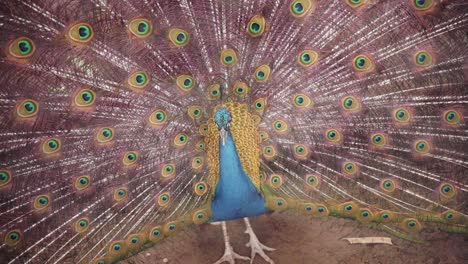 Male-Peacock-displaying-his-beautiful-long-feathers---Close-up