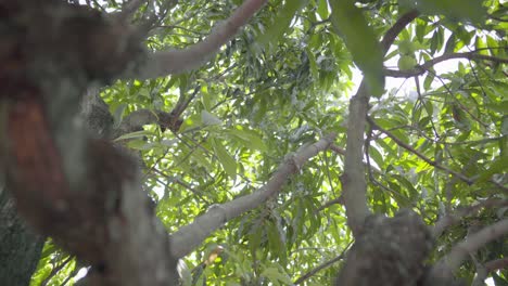 la naturaleza verde mirando hacia arriba y el resplandor en el bosque, la vista de pov a través de las cimas de los árboles, los rayos del sol a través del follaje.