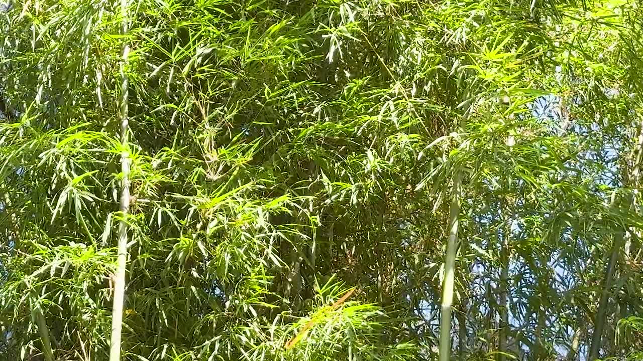 Close-up view of bamboo leaves basking in sunlight, showcasing vibrant green foliage against a clear blue sky.