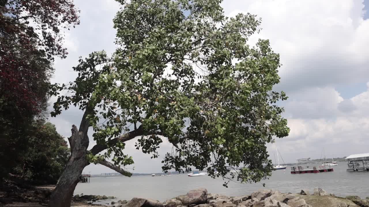 부드러운 바람으로 해변에 큰 나무