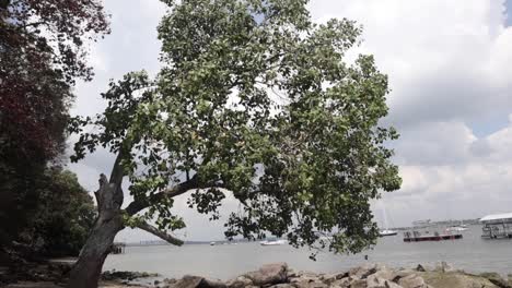 un gran árbol en una playa con una brisa suave