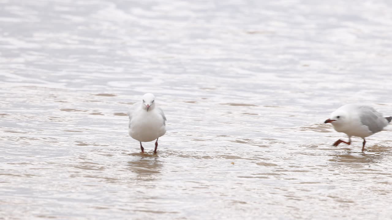 Two red-billed gulls walk and interact on a sandy beach under soft lighting, captured along Great Ocean Road, Australia