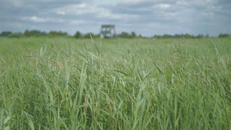 Focus-pull-of-a-watchtower-in-a-field-of-reed-softly-blowing-and-swaying-in-the-wind