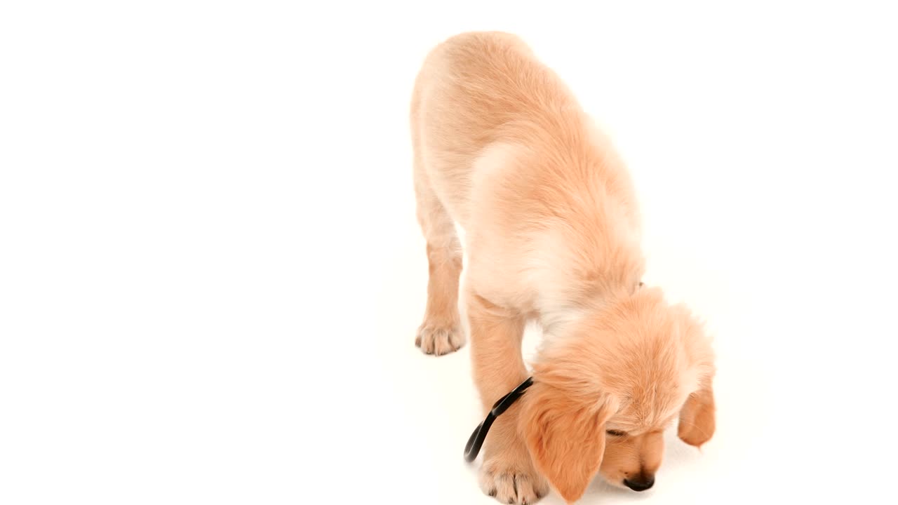 스테토스코프 를 가지고 놀고 있는 귀여운 강아지