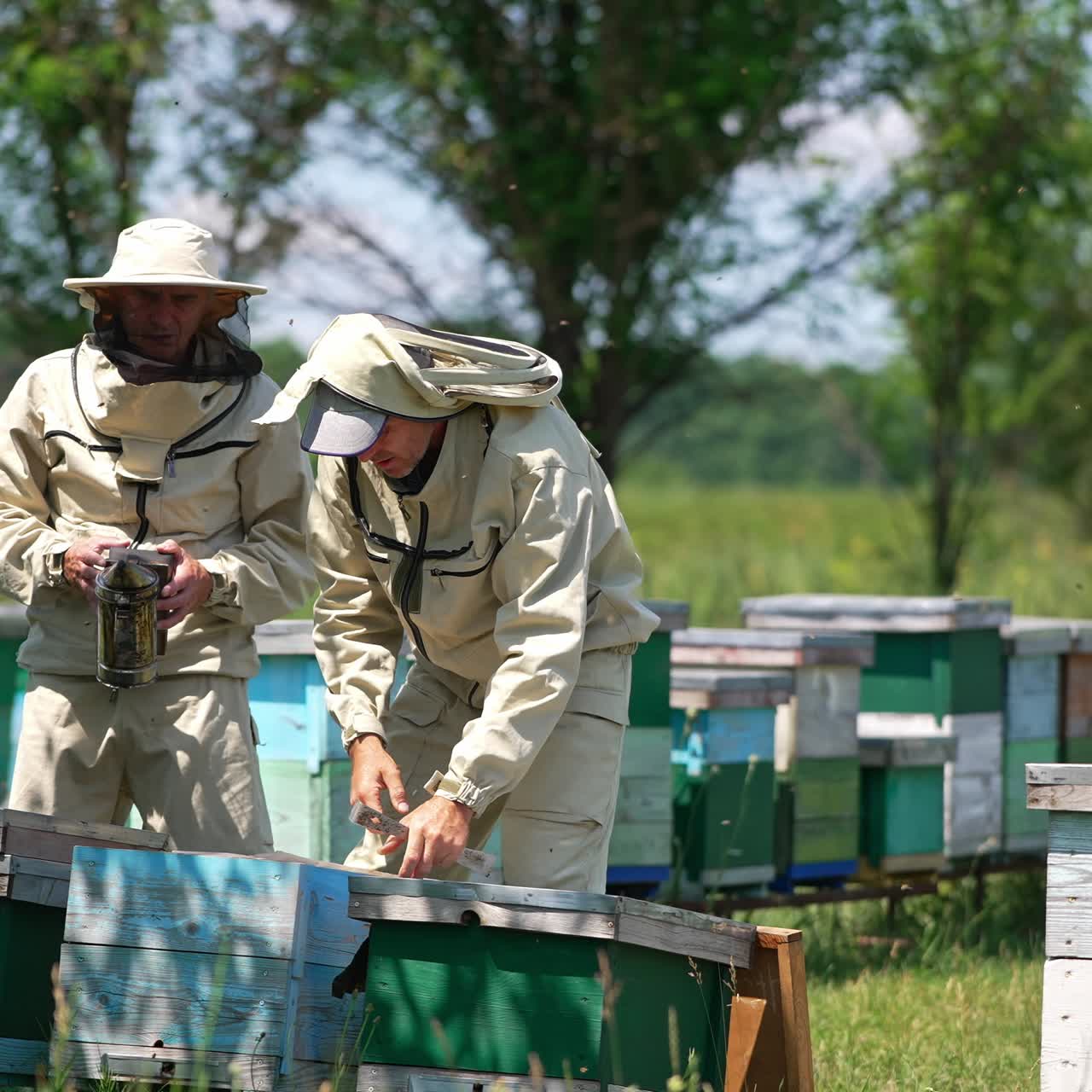 Due apicoltori al lavoro in un apiario rurale. Uomini che aprono le arnie usando strumenti di metallo e un affumicatore. Sfondo sfocato di una giornata di sole