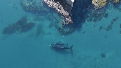 Luftaufnahme-über-Einer-Mutter-Und-Einem-Kalb-Des-Südlichen-Glattwals,-Tauchen-In-Der-Nähe-Der-Küste-Von-Argentinien,-Patagonien---Absteigend,-über-Kopf,-Drohnenaufnahme