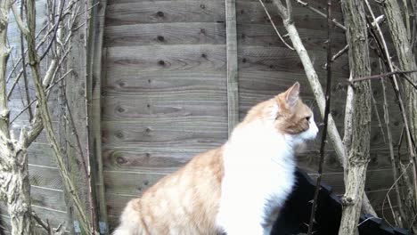 un gato anaranjado mira directamente a la cámara del rastro