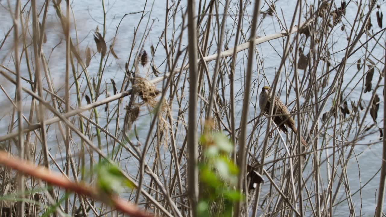 Un uccello canoro striato di marrone, probabilmente un passero, si posa mimetizzato tra sottili rami secchi e alte canne