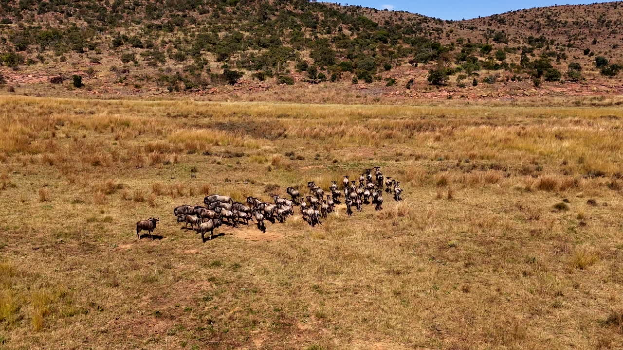 Wildebeest herd run in formation over dry veld of game reserve, aerial census