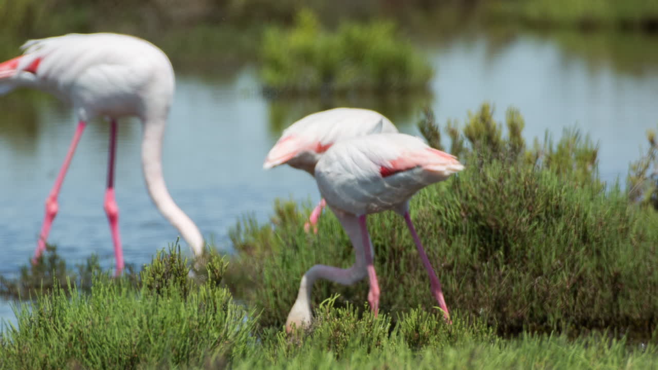 flamencos carmargue 19