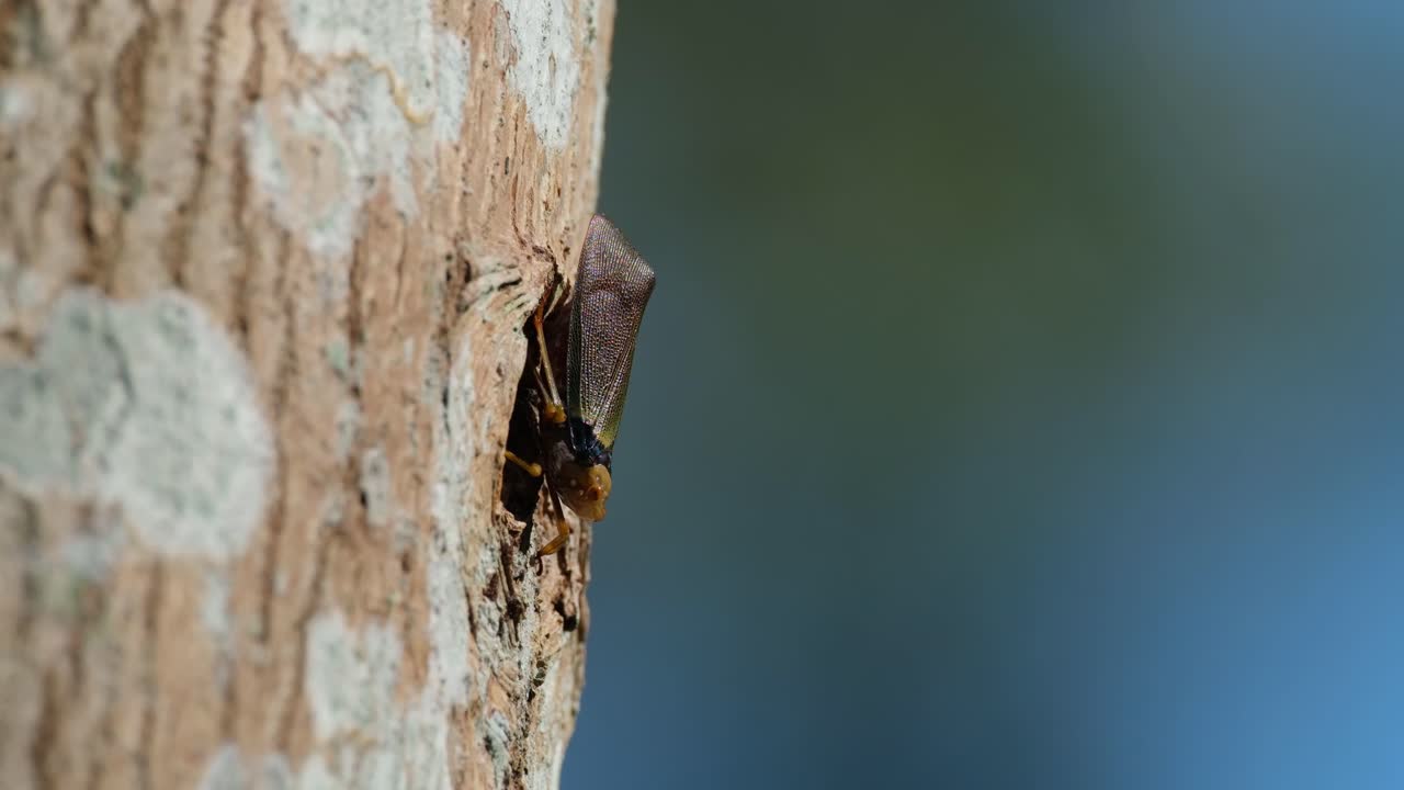 Facing down while basking under the afternoon sun as the tree moves with the wind, Planthopper, Fulgoromorpha, Thailand