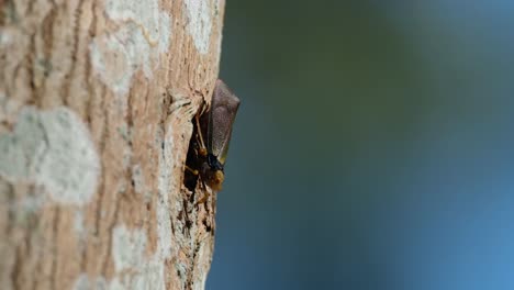 Facing-down-while-basking-under-the-afternoon-sun-as-the-tree-moves-with-the-wind,-Planthopper,-Fulgoromorpha,-Thailand