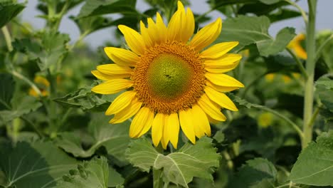 panning shot of sunflower field