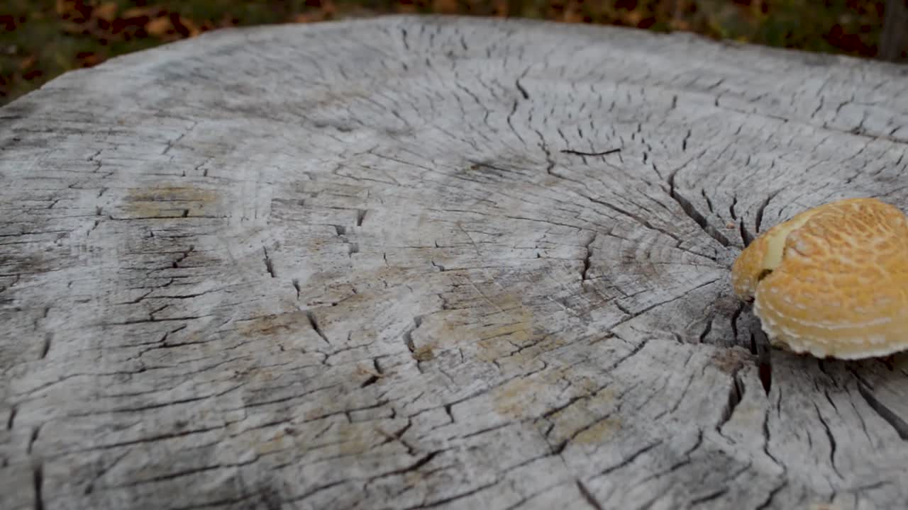 나무 밖 에 자라는 버섯