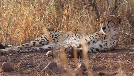 cheetah relaxes in savanna grass side lit by golden hour morning, cubs