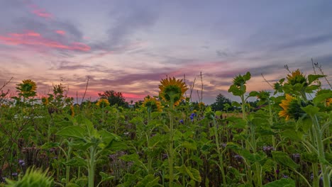 Sonnenblumen-Am-Sonnenaufgang-Mit-Sich-Bewegenden-Wolken-In-Einer-Zeitraffersequenz,-Wunderbarer-Rosa-Himmel