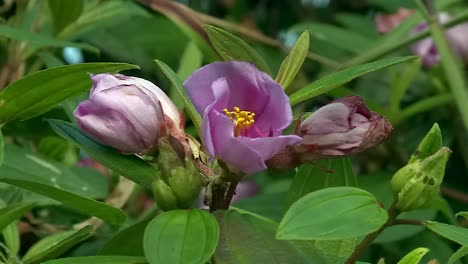 withered tropical violet hibiscus flower wilting on green foliage