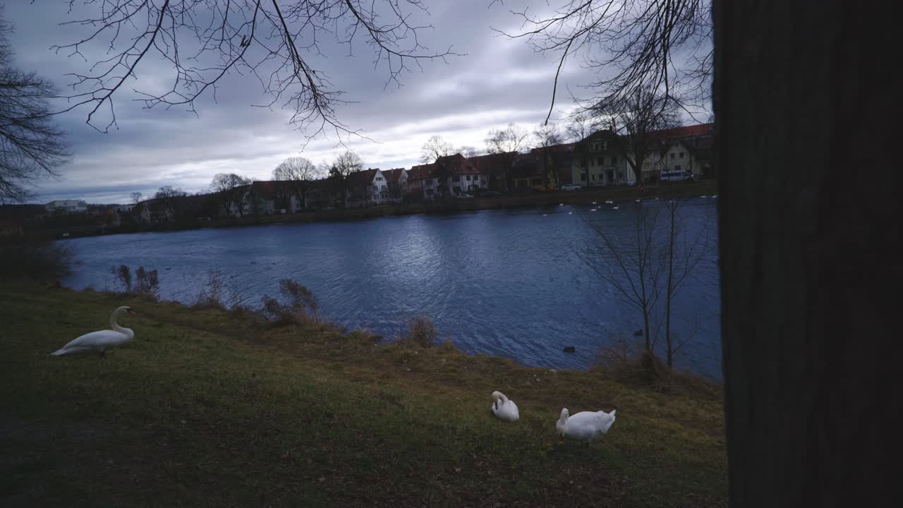 4k의 야생 동물이 있는 독일 튀빙겐 강변 자연 공원