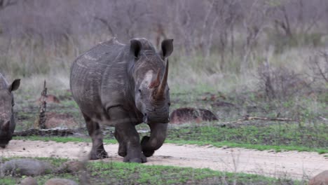 african white rhino walks along dirt road on stark, dry savanna