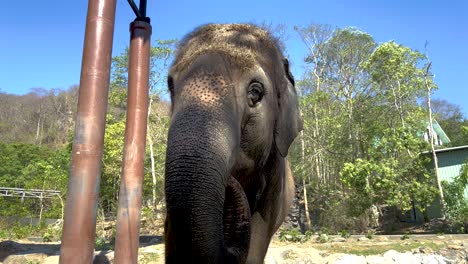 elephant portrait